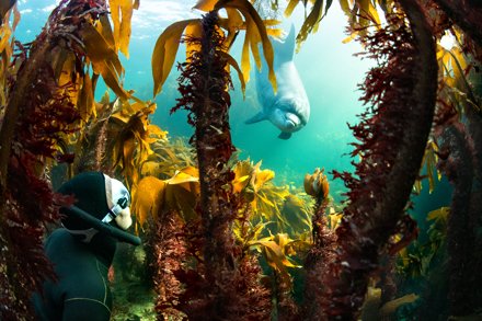 Nikon-Ambassador George Karbus fotografiert die größten Meeressäugetiere