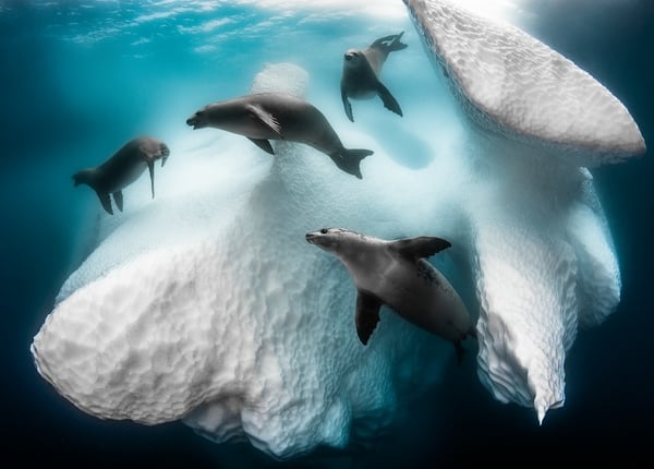 Krabbenfresserrobben umschwimmen einen Eisberg unter Wasser