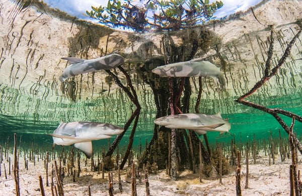 Vier kleine Zitronenhaie umschwimmen Mangroven in ihrer "Kinderstube"