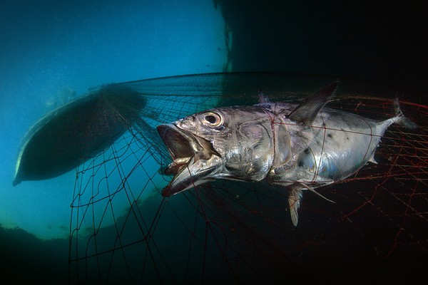 Letzter Atemzug eines Thunfischs in einem Fischernetz