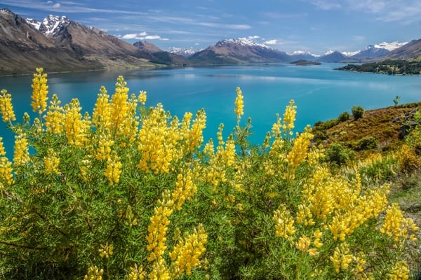 Gelbe Lupinen am Lake Wakatipu, Otega, South Island, Neuseeland