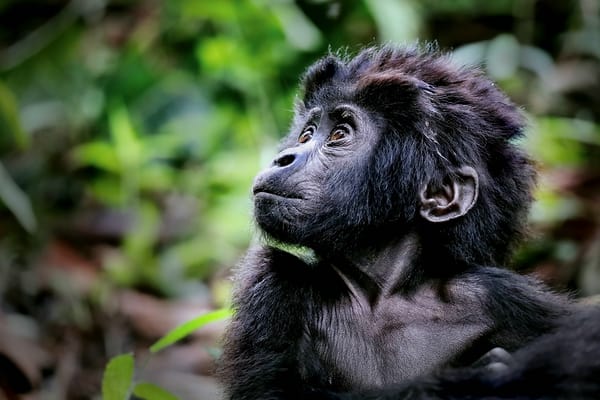 Junger Berggorilla im Bwindi Impenetrable Nationalpark Uganda (Gorilla beringei beringei)
