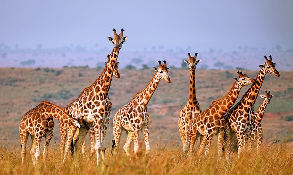 Rothschild-Giraffen im Murchison Falls Nationalpark Uganda