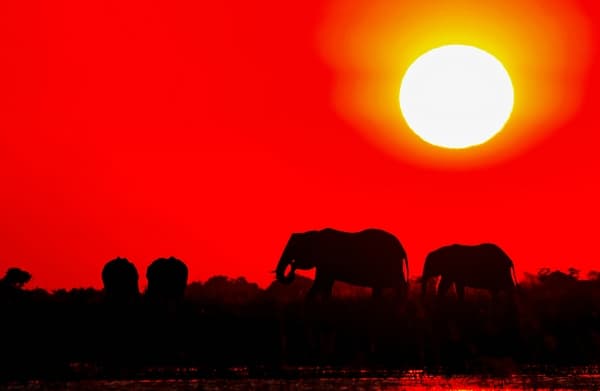 Glühender Afrika-Himmel mit Elefanten