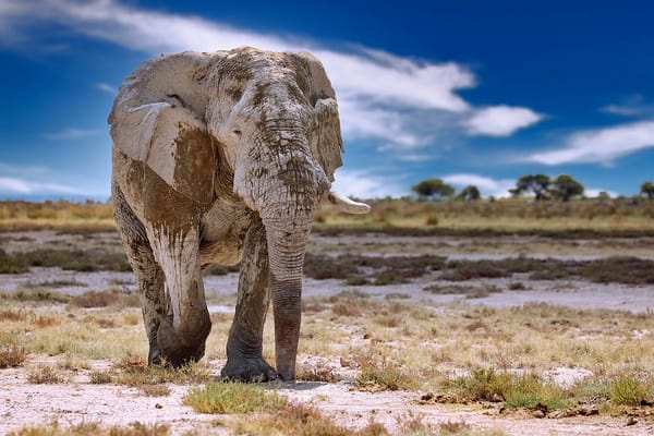 Elefant, Etosha-Nationalpark, Namibia, (Loxodonta africana)