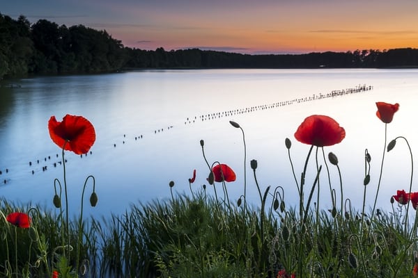 Mohnwiese vor Fluß im Zwielicht
