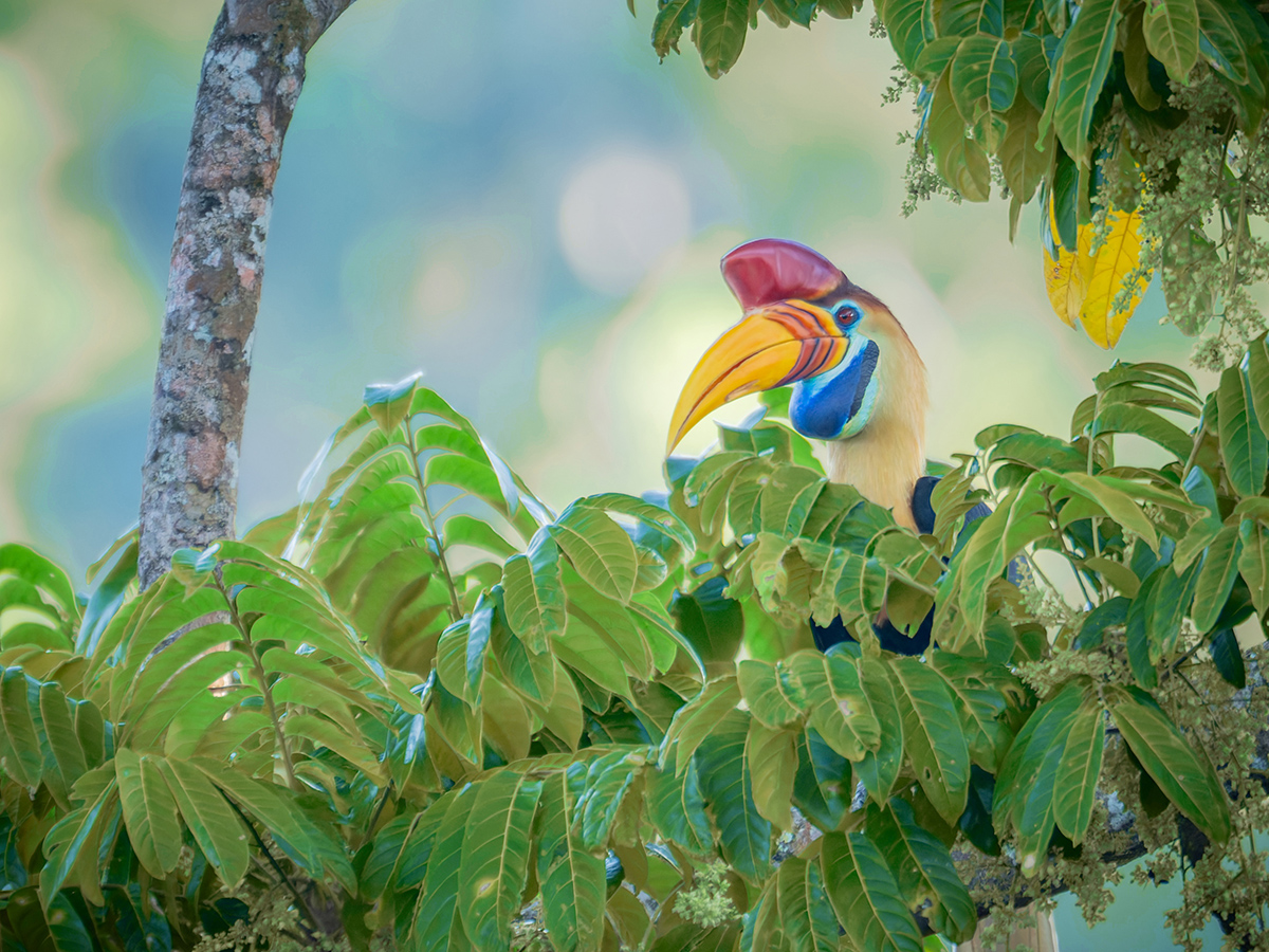 Die Vogelwelt von Sulawesi und Halmahera