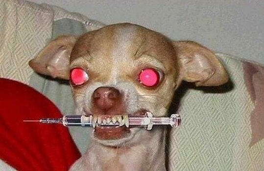 drogenhund.jpg