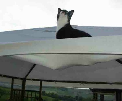 Katze2.jpg