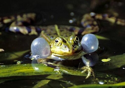 Frosch01.jpg