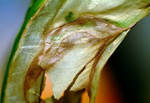 sterbendes Blatt 600x400 39kb.JPG