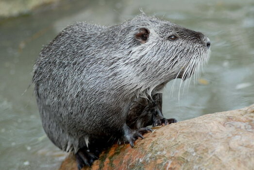 1Nutria1.jpg