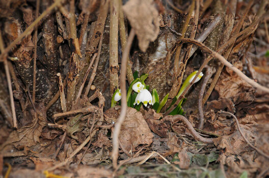 Frühling 08.jpg