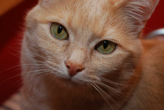 DSC_0052_1.jpg