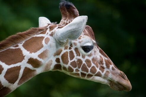 Giraffe 494px.jpg