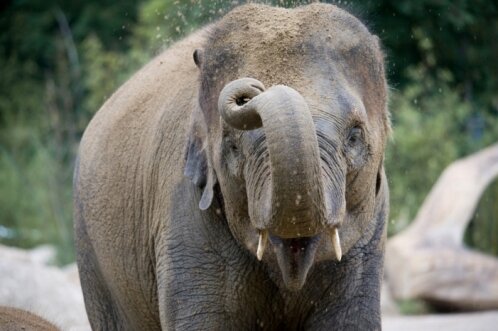 Elefant 498px.jpg