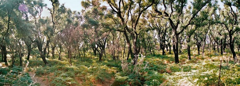 sard_03_Sardegna_Wald.jpg