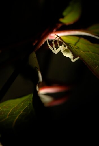 DSC_4938a.jpg