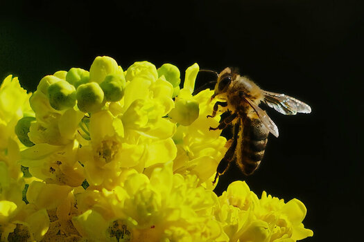 InsektmFlügelanGelberBlütendoldeSL3Si105;ac.jpg