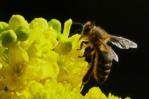 InsektmFlügelnangelberBlütendoldeSL3Si105MacEXTREMCROP.jpg