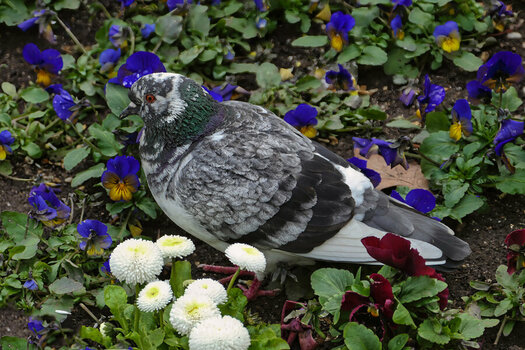 TaubeEinzelninBlumenV5.jpg
