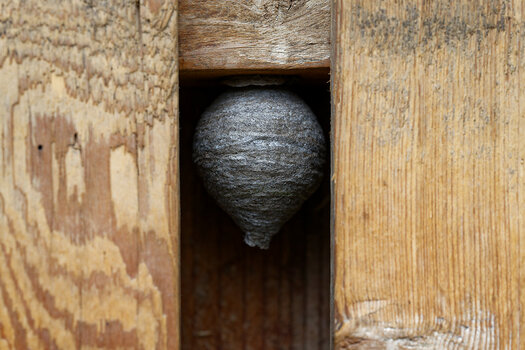DSC_0016_DxO_Forum.jpg