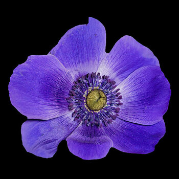 BlaueBlumemStaubgfAugeSL3Si105MacQUADRAT.jpg