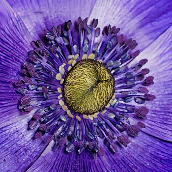 BlaueBlumeeinAugesiehtdichanSL3Si105MacF.jpg