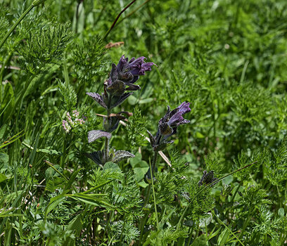 DSC_5127.f.jpg