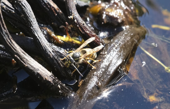 Makroaufnahme einer Wespe auf nassem Holz im Wasser, fotografiert mit dem 7Artisans 60mm F2.8 Makroobjektiv. Makroaufnahme einer Wespe auf nassem Holz im Wasser, fotografiert mit dem 7Artisans 60mm F2.8 Makroobjektiv.