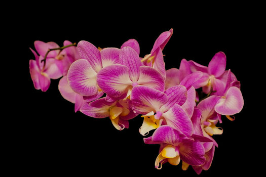 OrchideenzweigRosaWeissaufSchwarzSL3Si20200.jpg