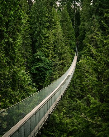 Die Capilano-Hängebrücke führt durch dichten kanadischen Nadelwald und verschwindet zwischen hohen Bäumen. Die Capilano-Hängebrücke führt durch dichten kanadischen Nadelwald und verschwindet zwischen hohen Bäumen.