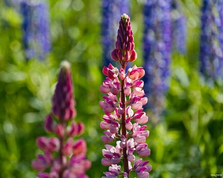 2606_Lonstrup_00133_01.jpg