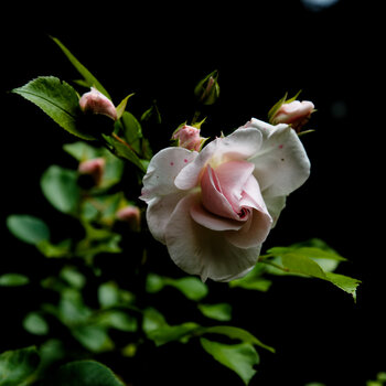 DSC_0401-DxO_DeepPRIME XD2s_DxO.jpg