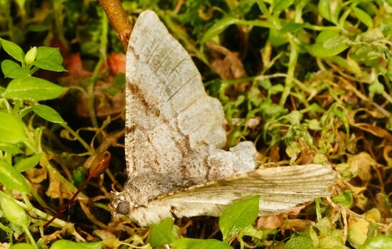 Knackscharfe Makro-Nahaufnahme eines graubraunen Nachtfalters inmitten von saftig grünen Blättern, ausgeleuchtet mit dem Godox Makroblitz. Knackscharfe Makro-Nahaufnahme eines graubraunen Nachtfalters inmitten von saftig grünen Blättern, ausgeleuchtet mit dem Godox Makroblitz.