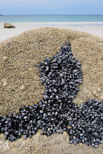 Muscheln_DSF8833.jpg