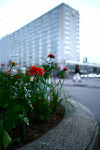 ZGF_3709_01.JPG