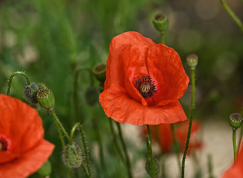 DSC_7340.f.2.jpg