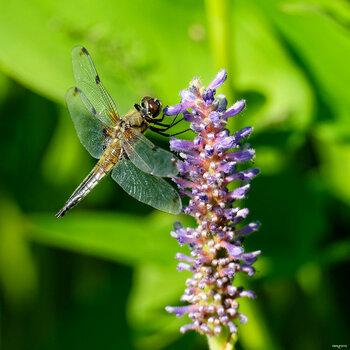2607_Blumen und Libellen_030_DxO_hqfc.jpg