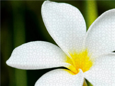 4059478525320__frangipani.jpg