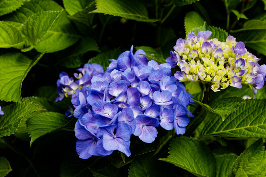DSC_2159-DxO_DeepPRIME XD2s_DxO.jpg