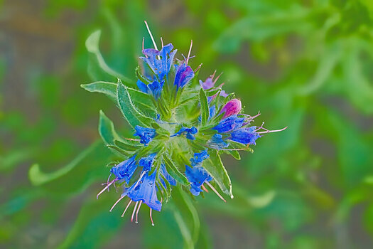 BlaueBlütendoldemRotDLUX8.jpg