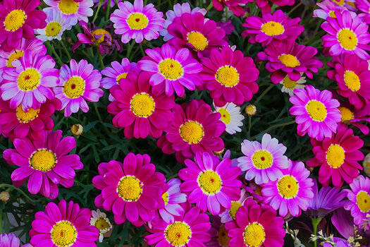 BlumenteppichDLUX8.JPG