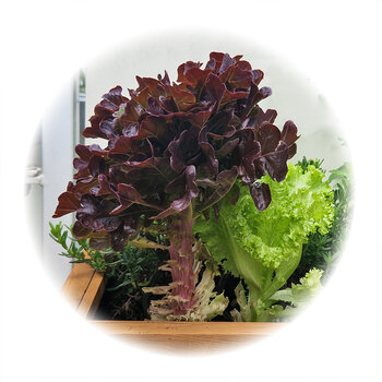 Salatbaum-k.jpg