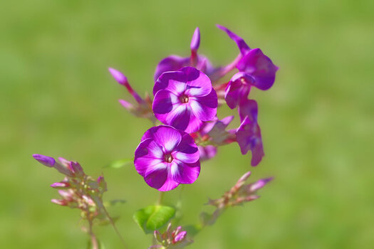 DoldenblütenastLilaV5BOKEH.jpg