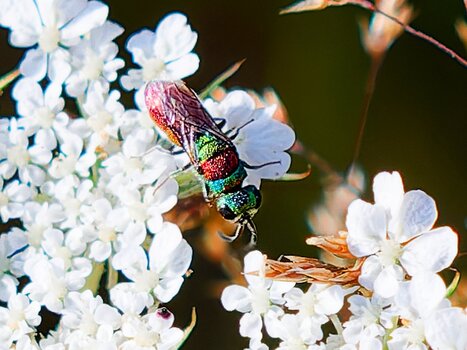 chrysis bicolor.jpg