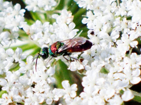 chrysis bicolor 2.jpg