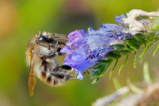 BieneanBlauerDoldenblüteSL3Si20200.jpg