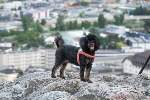 DSC_1998-bearb_bildgröße ändern.jpg DSC_1998-bearb_bildgröße ändern.jpg
