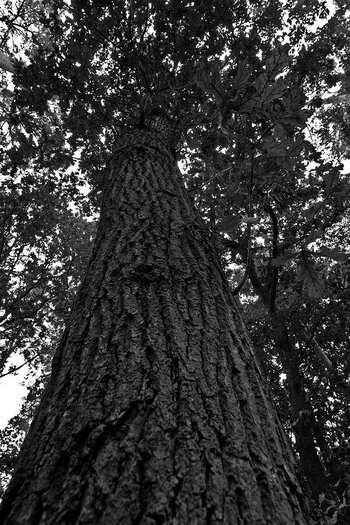 comp.IMGP13.jpg